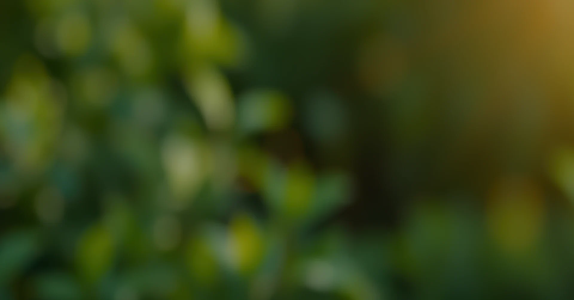 Blurred green foliage with warm sunlight creating a serene atmosphere.